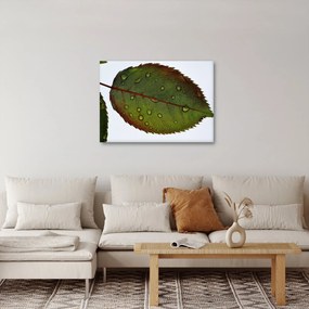 Obraz - List ruže (70x50 cm)