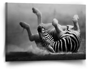 Sablio Obraz Váľajúca sa zebra - 90x60 cm