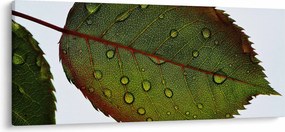 Obraz - List ruže (120x50 cm)
