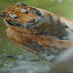 Obraz - Bežiaci tiger (90x60 cm)