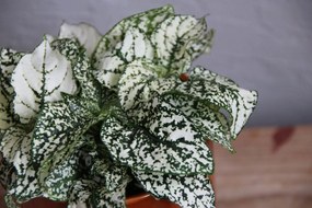 Hypoestes phyllostachya biely baby