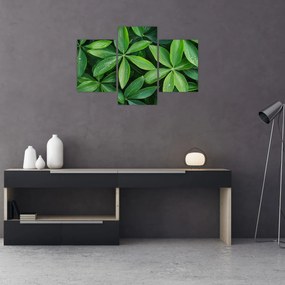 Obraz - Listy s kvapkami rosy (90x60 cm)