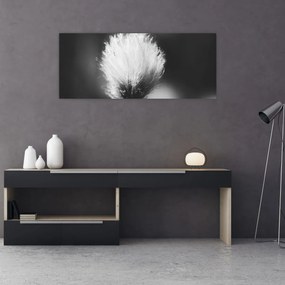Obraz - Čiernobiely cottongrass (120x50 cm)
