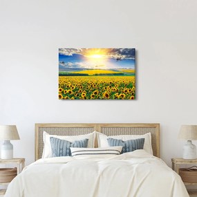 Obraz - Pole slnečníc (90x60 cm)