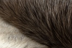 Koberec RENIFER POK017 sivý / biely