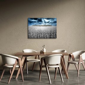 Obraz pole (70x50 cm)