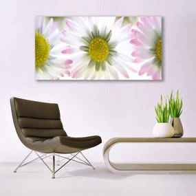 Obraz na akrylátovom skle Sedmokráska rastlina príroda 120x60 cm
