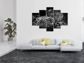 Obraz - Odpočívajúci gepardy (150x105 cm)