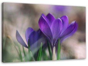 Obraz na plátně Květy krokusů Příroda - 60x40 cm
