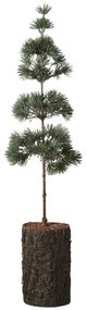 Ib Laursen Umelý stromček Cedar Tree 60 cm