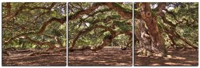 Obraz na plátne - Staroveký živý dub - panoráma 5238B (120x40 cm)