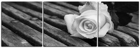 Obraz na plátne - Biela ruža na lavici - panoráma 5224QC (150x50 cm)