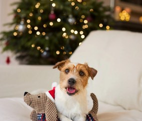 Plyšová hračka pre psy, jazvečík