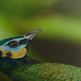 Obraz páva (90x60 cm)