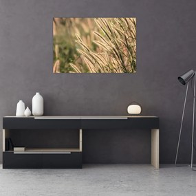 Obraz - Obilie (90x60 cm)