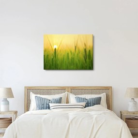 Obraz - Pole s obilím (70x50 cm)