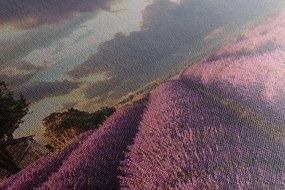 Obraz krajina levanduľových polí - 135x45
