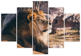 Obraz - ležiaci lev