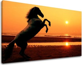 Obraz na stenu ZVIERATÁ