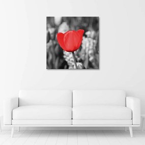 Obraz na plátně, Moderní červený květ tulipánu na louce - 40x40 cm