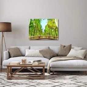Obraz - Výhľad na les (70x50 cm)