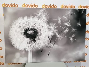 Obraz čarovná púpava v čiernobielom prevedení