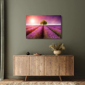 Obraz poľa s levanduľami (90x60 cm)