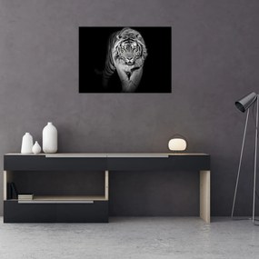 Obraz - Tiger so žltými očami (70x50 cm)