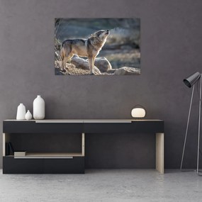 Obraz - Vyjúci vlk (90x60 cm)