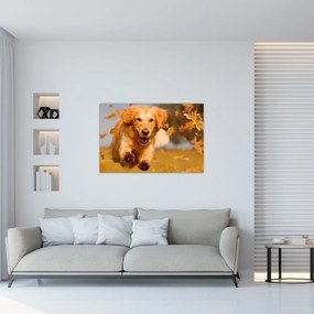 Obraz - Zlatý retriever (90x60 cm)