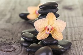 Fototapeta orchidea a Zen kamene - 375x250