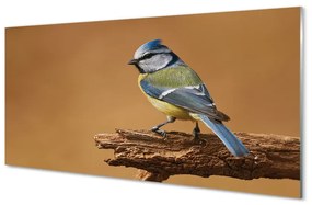 Sklenený obraz Vták 100x50 cm
