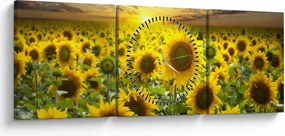 Obraz - Slnečnica pri západe slnka (s hodinami) (90x30 cm)