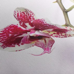 Obraz kvetu orchidey (120x50 cm)