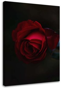 Obraz na plátně Červená růže Květina Příroda - 80x120 cm