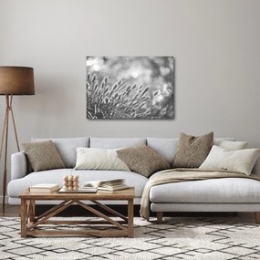Obraz - Béžová soft grass N⁰1 (70x50 cm)