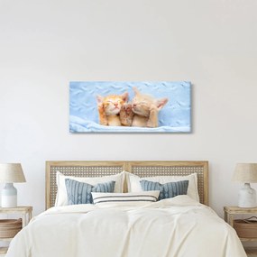 Obraz - Spiace mačiatka (120x50 cm)