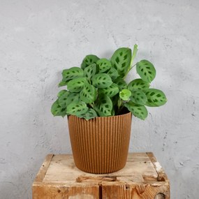 Prosperplast plastový kvetináč Milly round eco wood Ø 17 cm