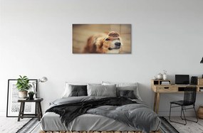 Obraz na akrylátovom skle Dog bun 100x50 cm