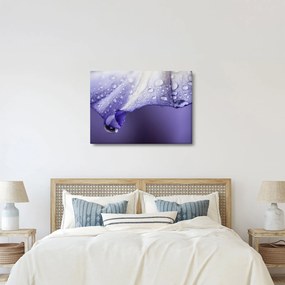 Obraz - Okvetný lístok s kvapkami (70x50 cm)