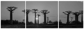 Obraz na plátne - Baobaby pri západe Slnka - panoráma. 505ČC (120x40 cm)