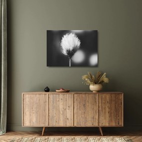 Sklenený obraz - Čiernobiely cottongrass (70x50 cm)
