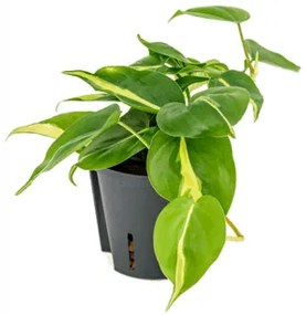 Philodendron grand brasil Hanger pots. 13/12 výška 20 cm
