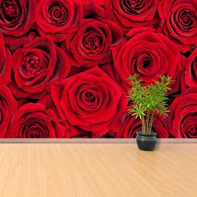 Fototapeta Vliesová Červené ruže 208x146 cm