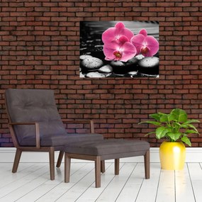 Obraz - Ružové orchidey (70x50 cm)