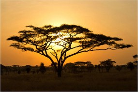 Obraz - Africká savana (90x60 cm)