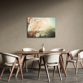 Obraz - Lúčne rastliny (70x50 cm)