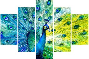 Obraz páva (150x105 cm)