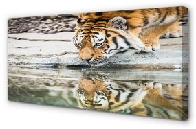 Obraz na plátne tiger pitie 120x60 cm