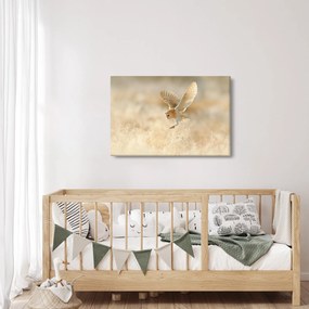 Obraz - Sova pálená (90x60 cm)